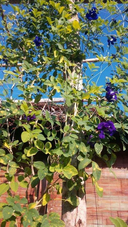 Bach Cuc Homestay Long Hải Ngoại thất bức ảnh