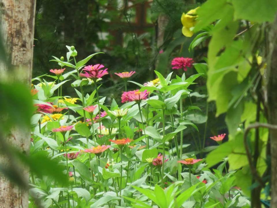 Bach Cuc Homestay Long Hải Ngoại thất bức ảnh